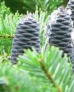 abies veitchii cones 2