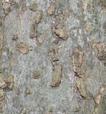 hackberry bark