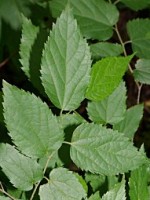 hackberry leaves 2