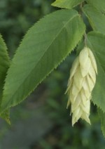 hop Hornbeam American ostrya_virginiana lv n fr