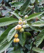 loquat  Eriobotrya japonica lv fr