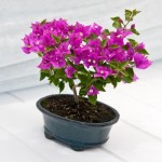 Bougainvillea glabra Amazon