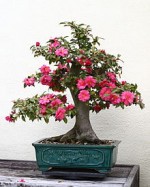 Camellia_Japanese  Wiki