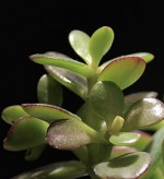 Crassula