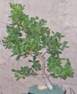 Ficus buxifolia
