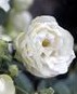 Snow White polyantha open