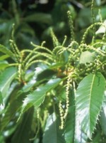 chestnut Spanish Castanea sativa lv catkins