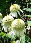 coneflower double white Coconut Lime 2