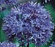 Allium azureum