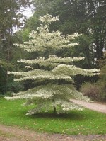 Cornus_controversa_'variegata' Wikipedia