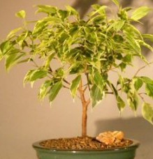 Ficus benjamina