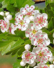 Hawthorn-English