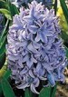 Hyacinth-Delft-Blue