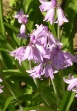 Hyacinthoides hispanica Dainty Maid