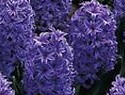 Hyacinths blue
