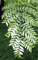 Locust Thornless honey Gleditsia triacanthos inermis leaves