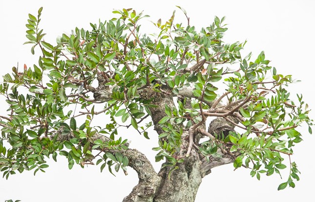 Mastic tree Pistacia-lentiscus-