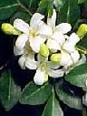 Murraya paniculata orange jasmine fl