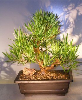 Podocarpus macrophyllus