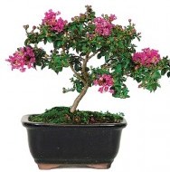 crepe_myrtle_L. indica 2