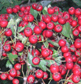 hawthorn English berries