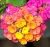 lantana 2