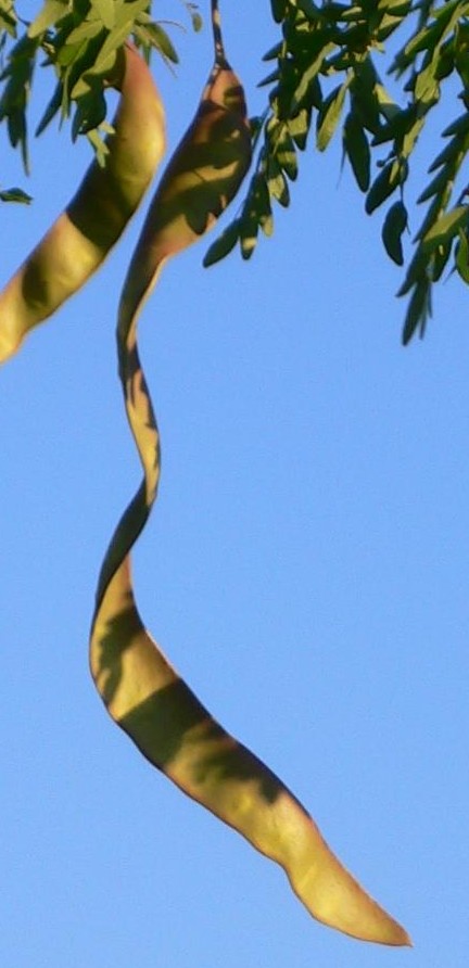 locust thornless honey pods