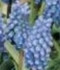 muscari_aucheri_blue_magic