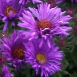 Aster Purple Dome 3000