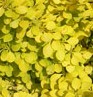 BERBERIS THUNB BONANZA GOLD