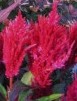 Celosia-n-Barberry