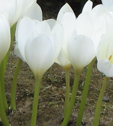 Colchicum_speciosum_album_