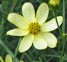 Coreopsis Moonbeam single