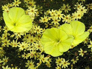 coreopsis