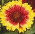 Gaillardia Goblin