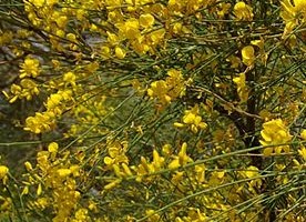 Genista aetnensis Mt. Etna Broom