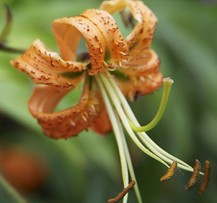 Liliium henryi