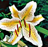 Lilium auratum Gold Band