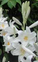 Lilium candida Madonna