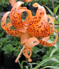 Lilium lancifolium 'Flore Pleno'