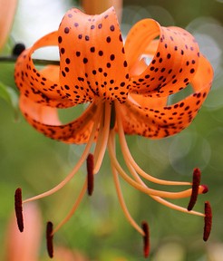 Lilium lancipolium Splendens