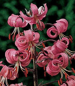 Lilium martagon