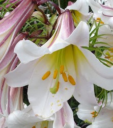 Lilium_regale