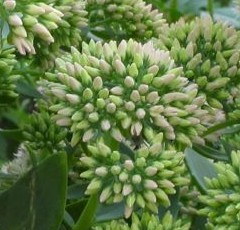 Sedum Autumn Joy white green