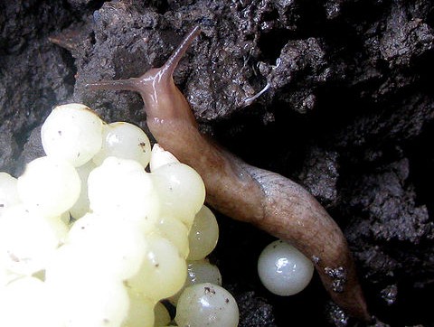 Adult and eggs