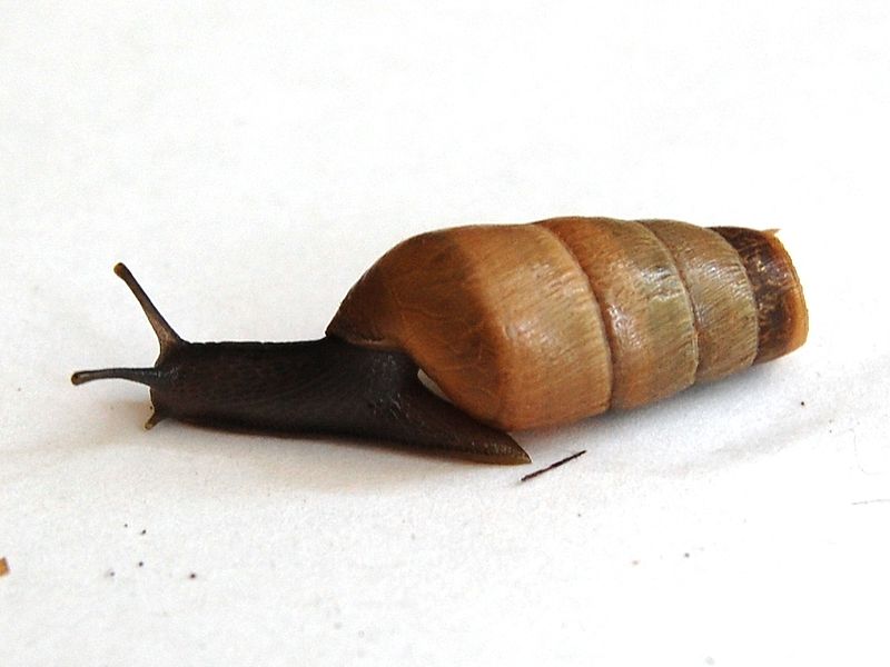 Snail decollate