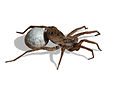 _Spider Wolf_Carrying_Egg_Sac_(Masked)