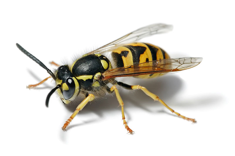 Wasp Yellow Jacket