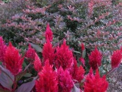 -celosia-n-berberis-2