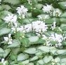 lamium-maculatum-white-nancy c flowers
